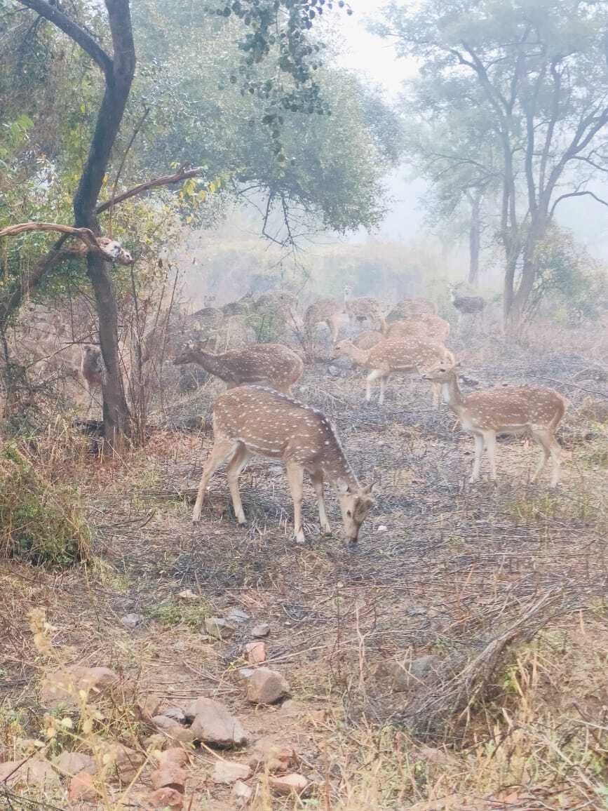 Sariska Tiger Reserve